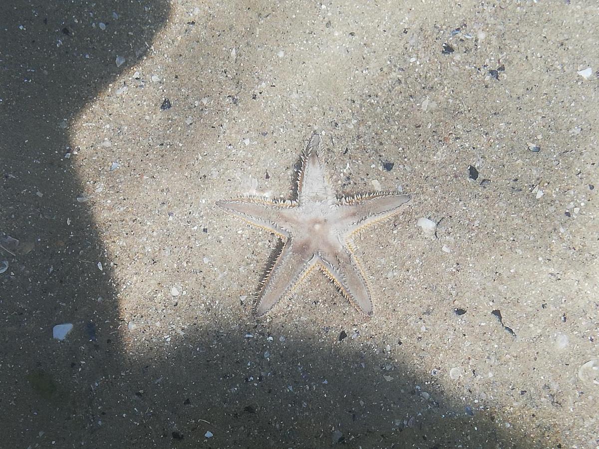 Attico Fronte Mare Apartman Martinsicuro Kültér fotó
